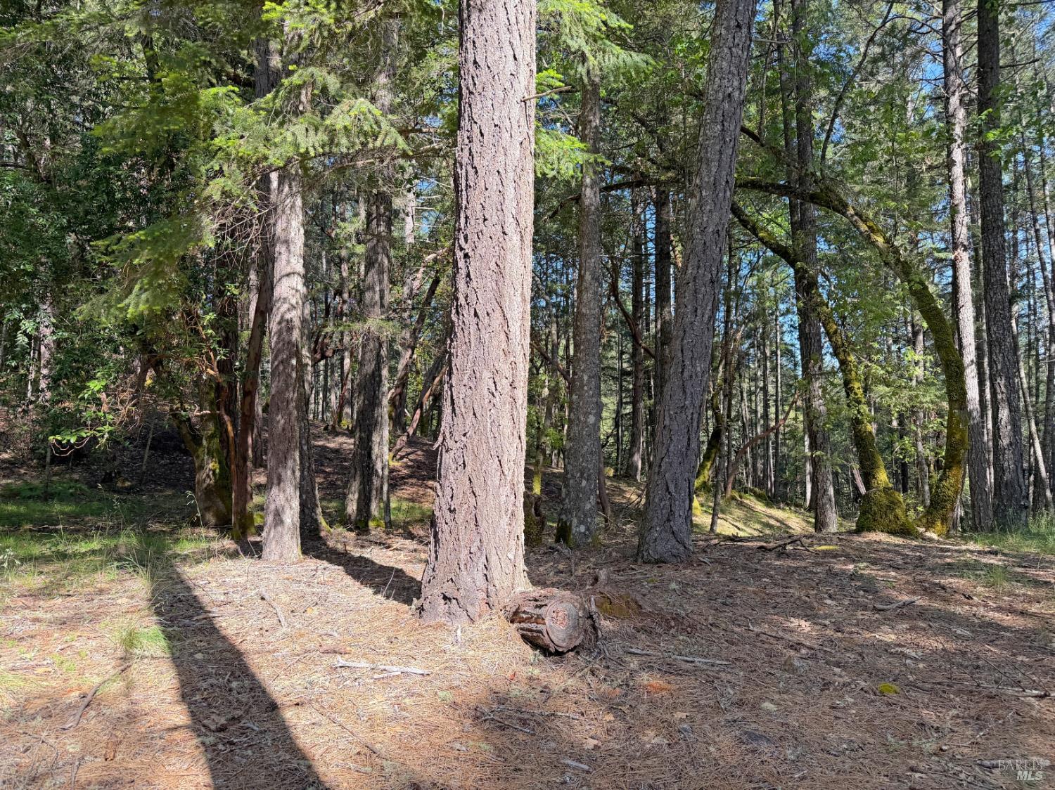 1666 Alcott Place Willits CA 95490