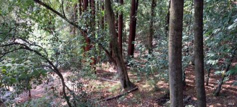 18355 Neeley Road Guerneville CA 95446