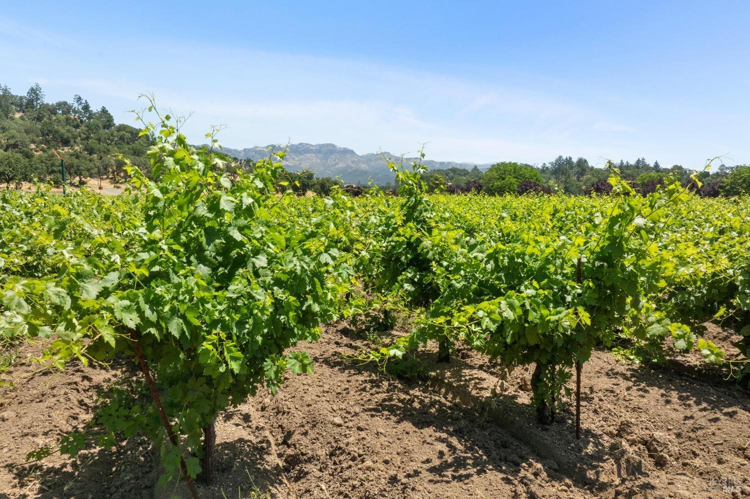 3567 State Highway 128 Calistoga CA 94515