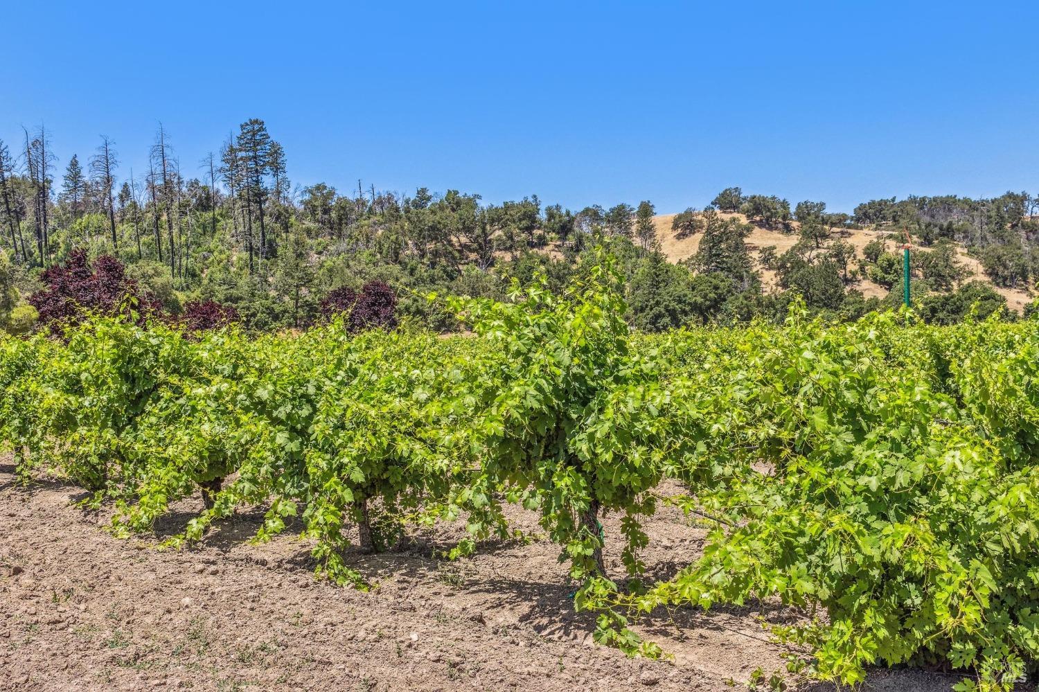 3567 State Highway 128 Calistoga CA 94515
