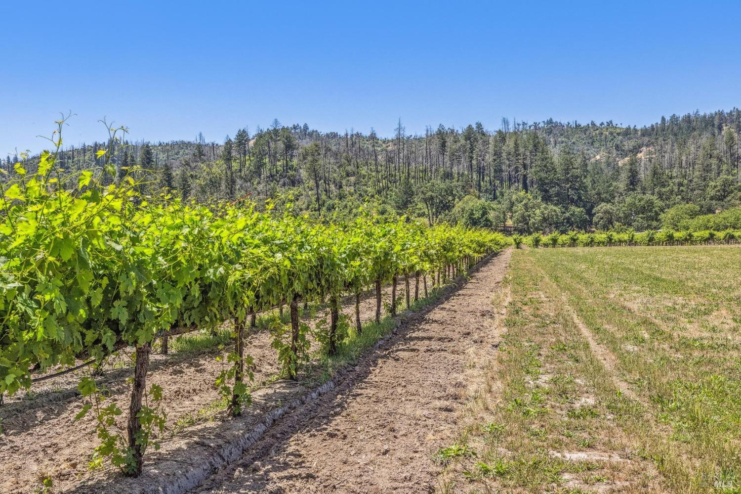 3567 State Highway 128 Calistoga CA 94515
