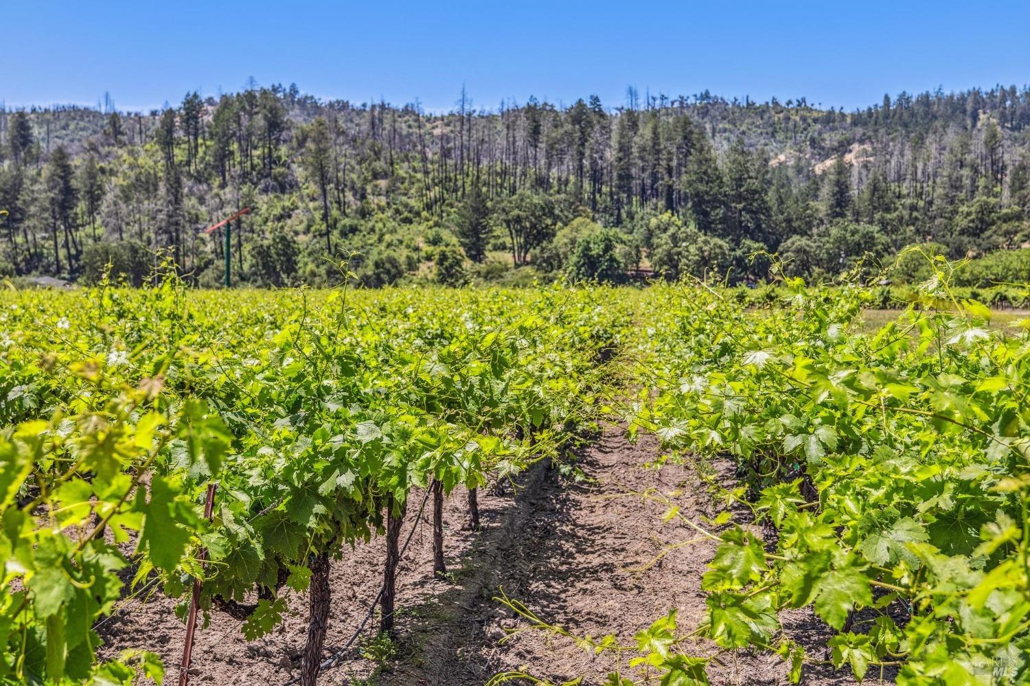 3567 State Highway 128 Calistoga CA 94515