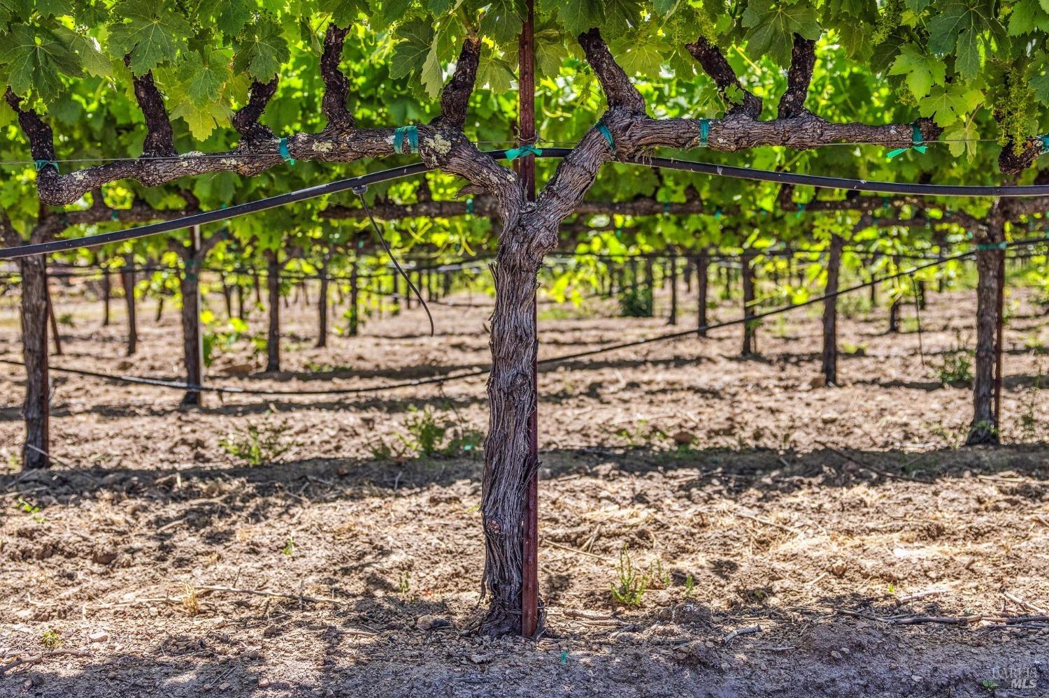 3567 State Highway 128 Calistoga CA 94515