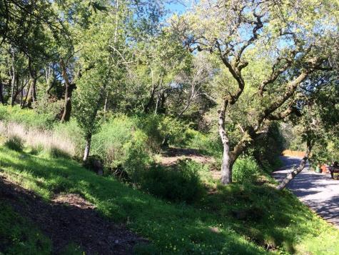 317 Coleman Drive San Rafael CA 94901