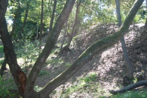 317 Coleman Drive San Rafael CA 94901