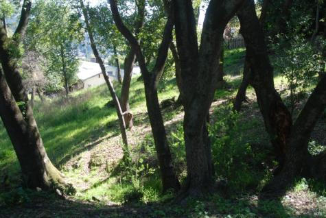 317 Coleman Drive San Rafael CA 94901