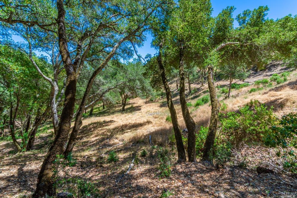 32 Catalpa Court Napa CA 94558