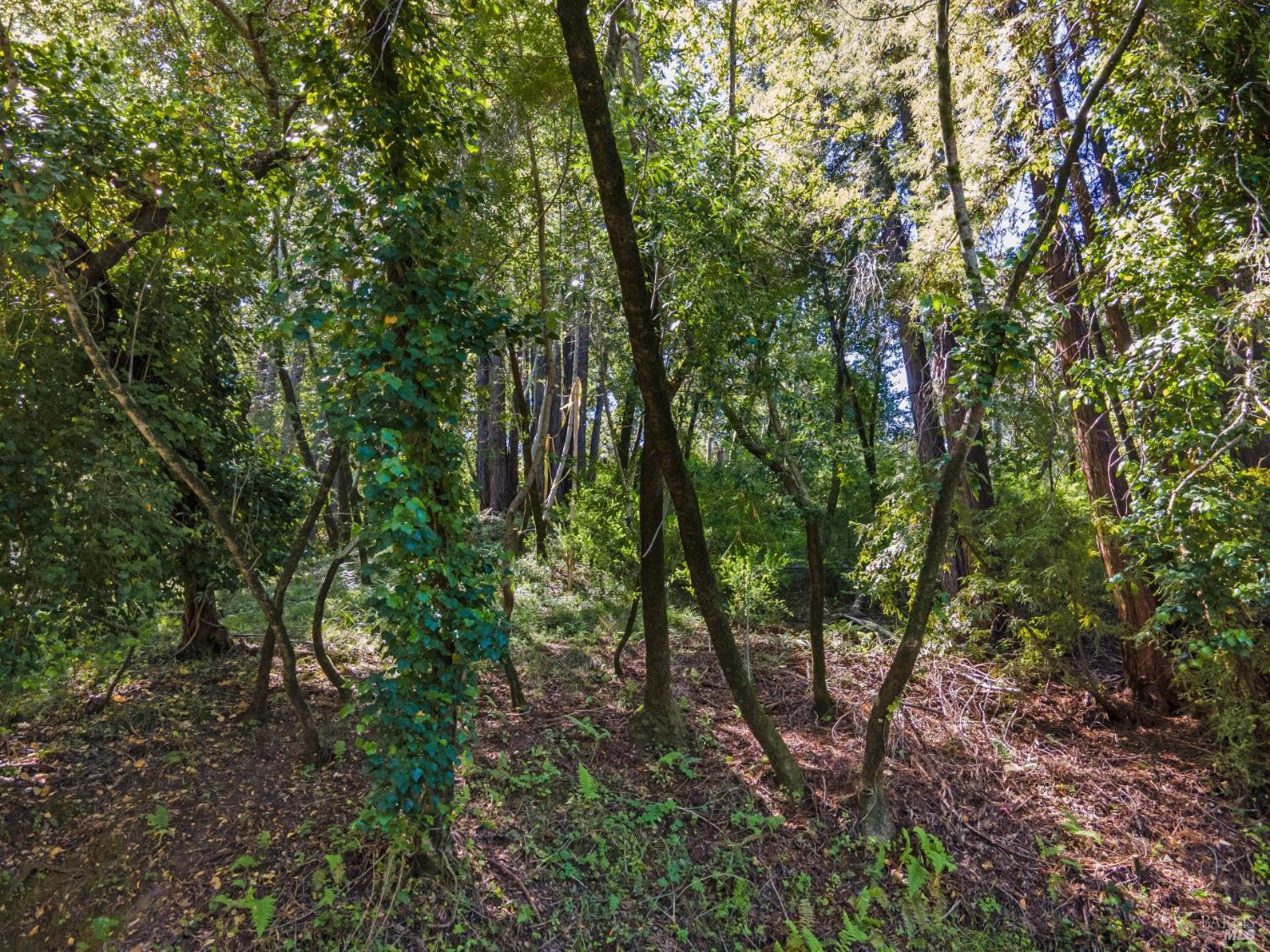 160 Spring Grove Avenue San Anselmo CA 94960