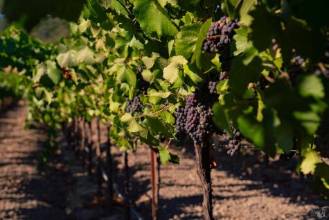 1276 Jensen Lane Windsor CA 95492