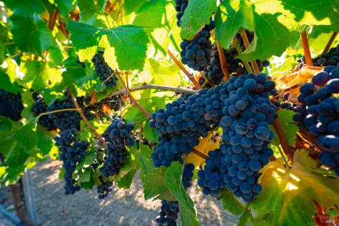 1276 Jensen Lane Windsor CA 95492