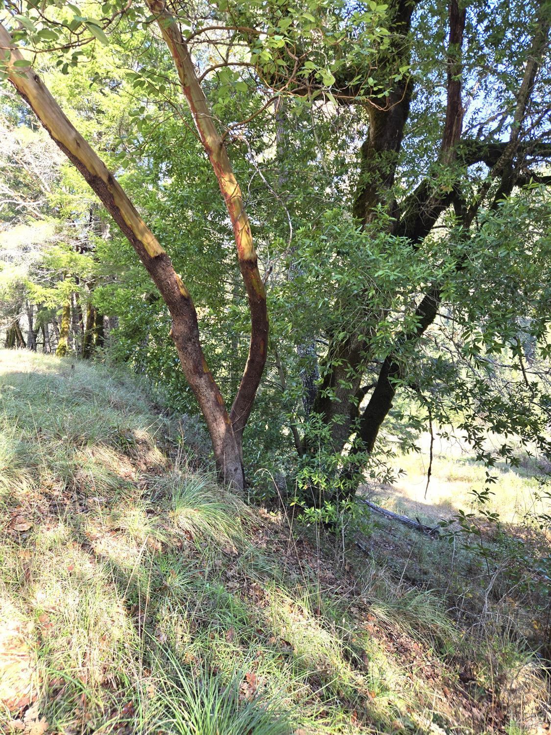 2713 Primrose Drive Willits CA 95490