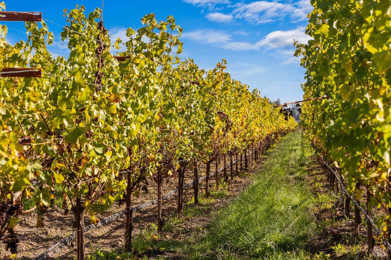 636 Dry Creek Road Healdsburg CA 95448