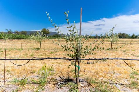 20780 8th Street E Sonoma CA 95476