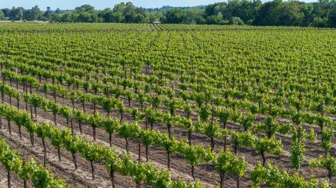 390 Magnolia Drive Healdsburg CA 95448