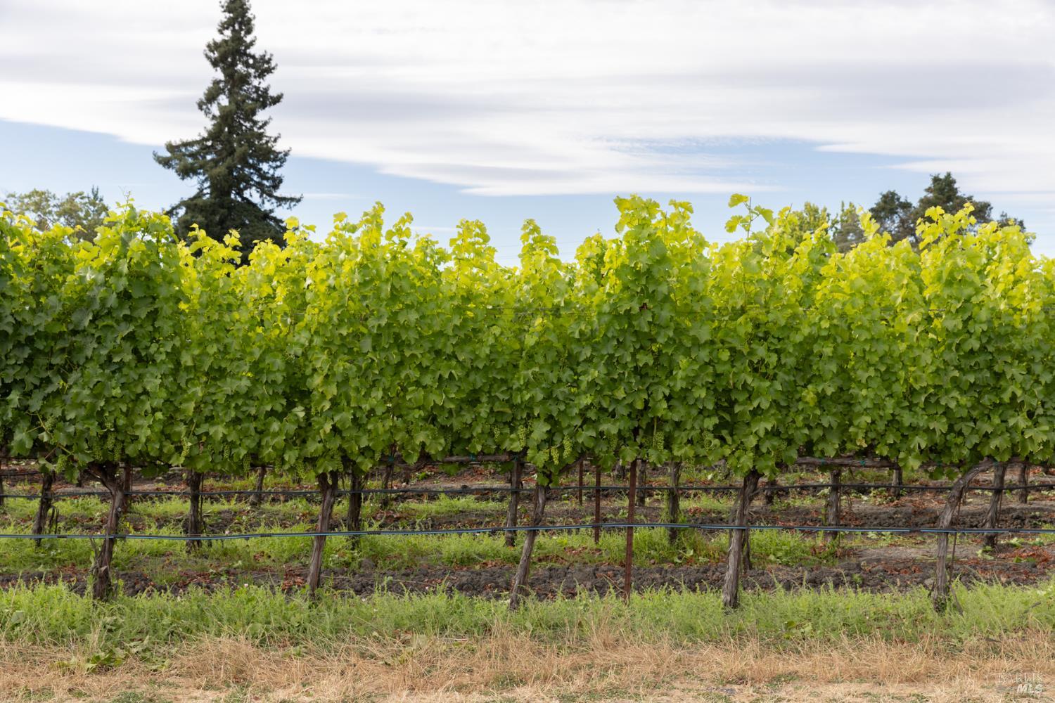 0 River Road Fulton CA 95439