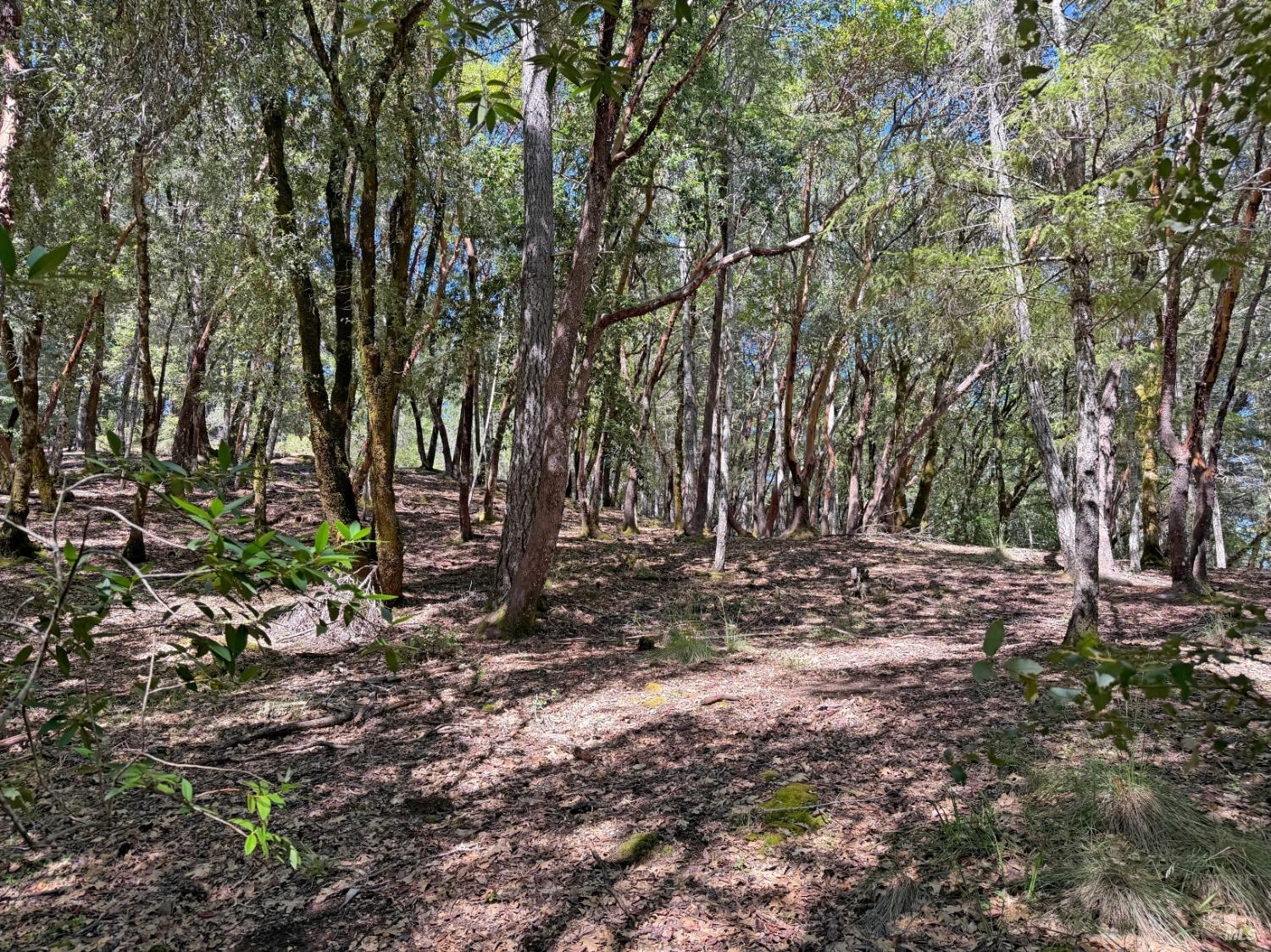 2076 Buckeye Road Willits CA 95490