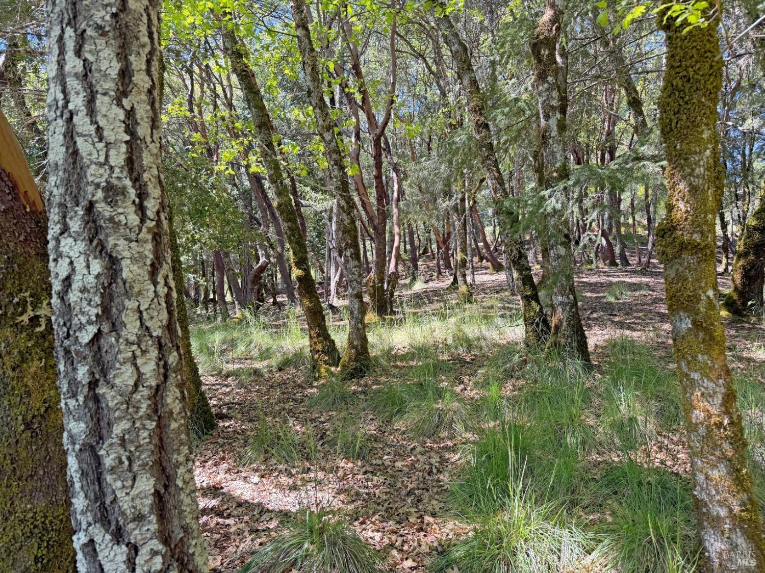 2076 Buckeye Road Willits CA 95490