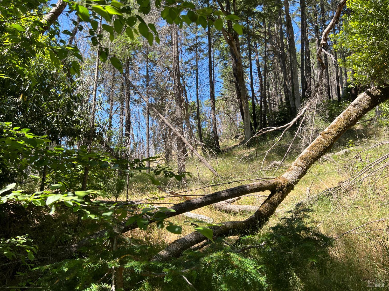 20925 Mid Mountain (17n17 Usfs) Road Upper Lake CA 95469