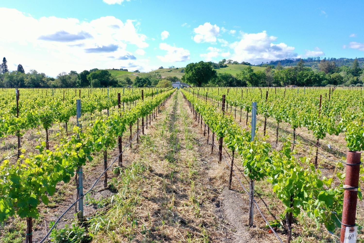 1695 Geysers Road Geyserville CA 95441