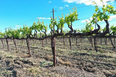 1695 Geysers Road Geyserville CA 95441