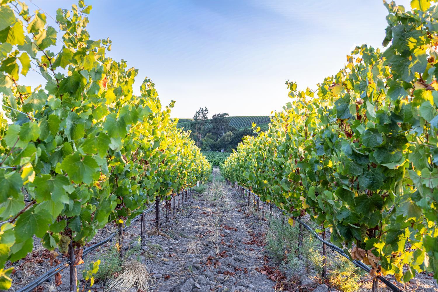 1299 Duhig Road Napa CA 94559