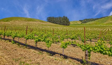 2590 Chileno Valley Road Petaluma CA 94952