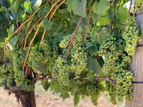 2590 Chileno Valley Road Petaluma CA 94952