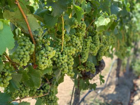 2590 Chileno Valley Road Petaluma CA 94952