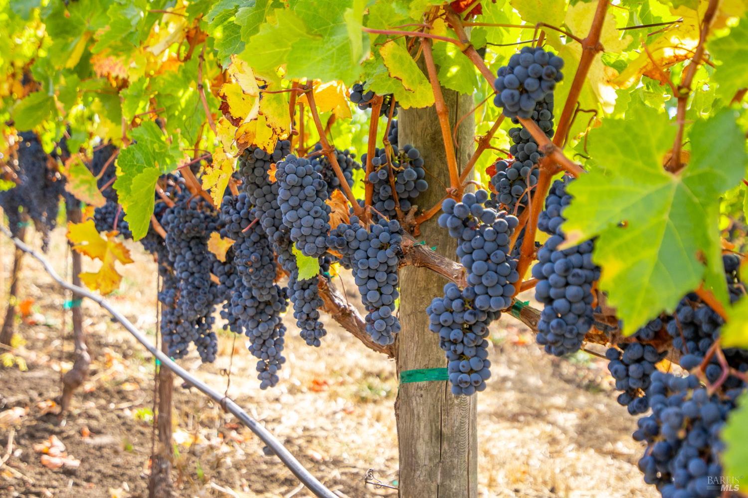 3800 Jameson Canyon Road Napa CA 94558
