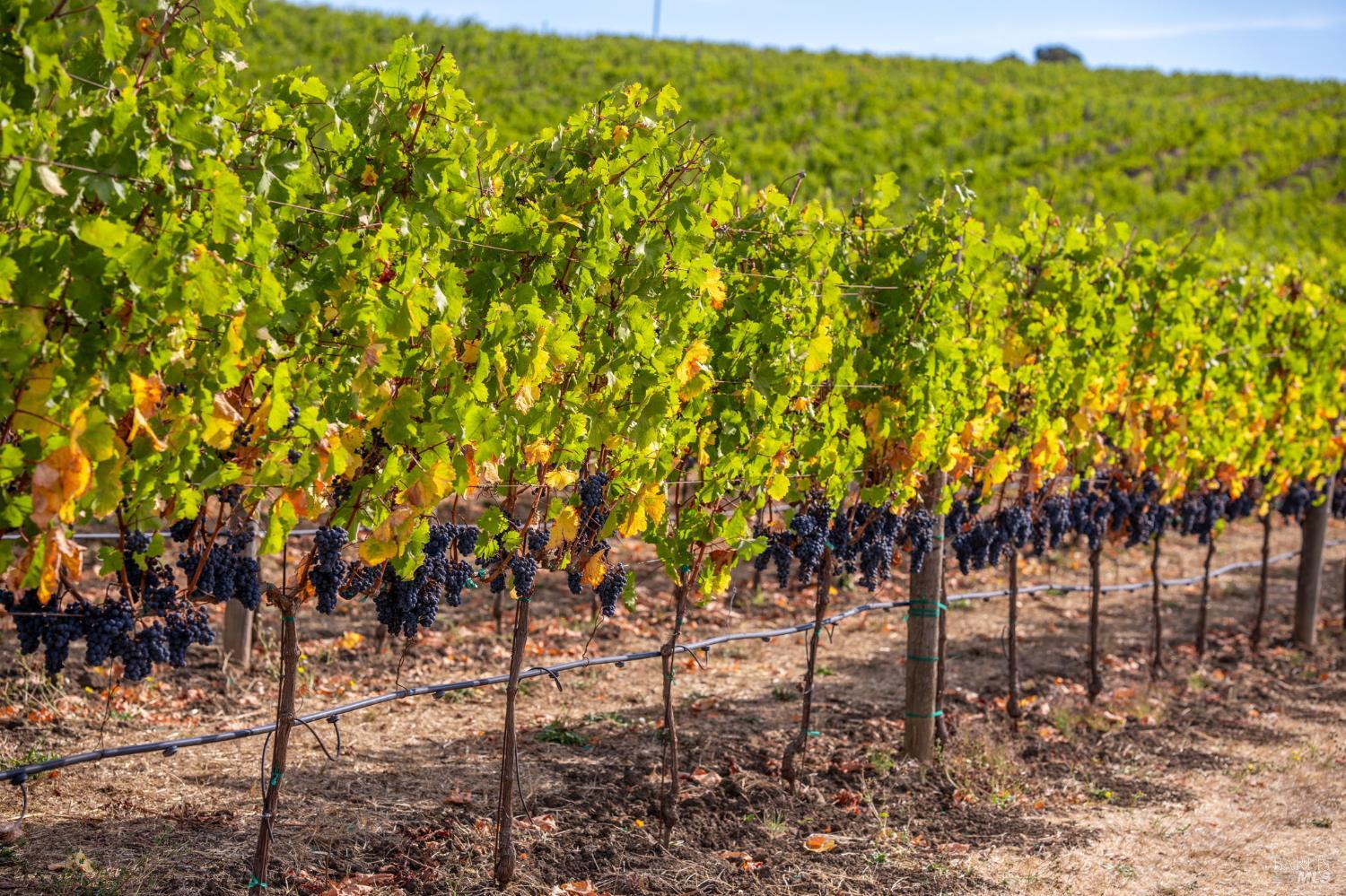 3800 Jameson Canyon Road Napa CA 94558