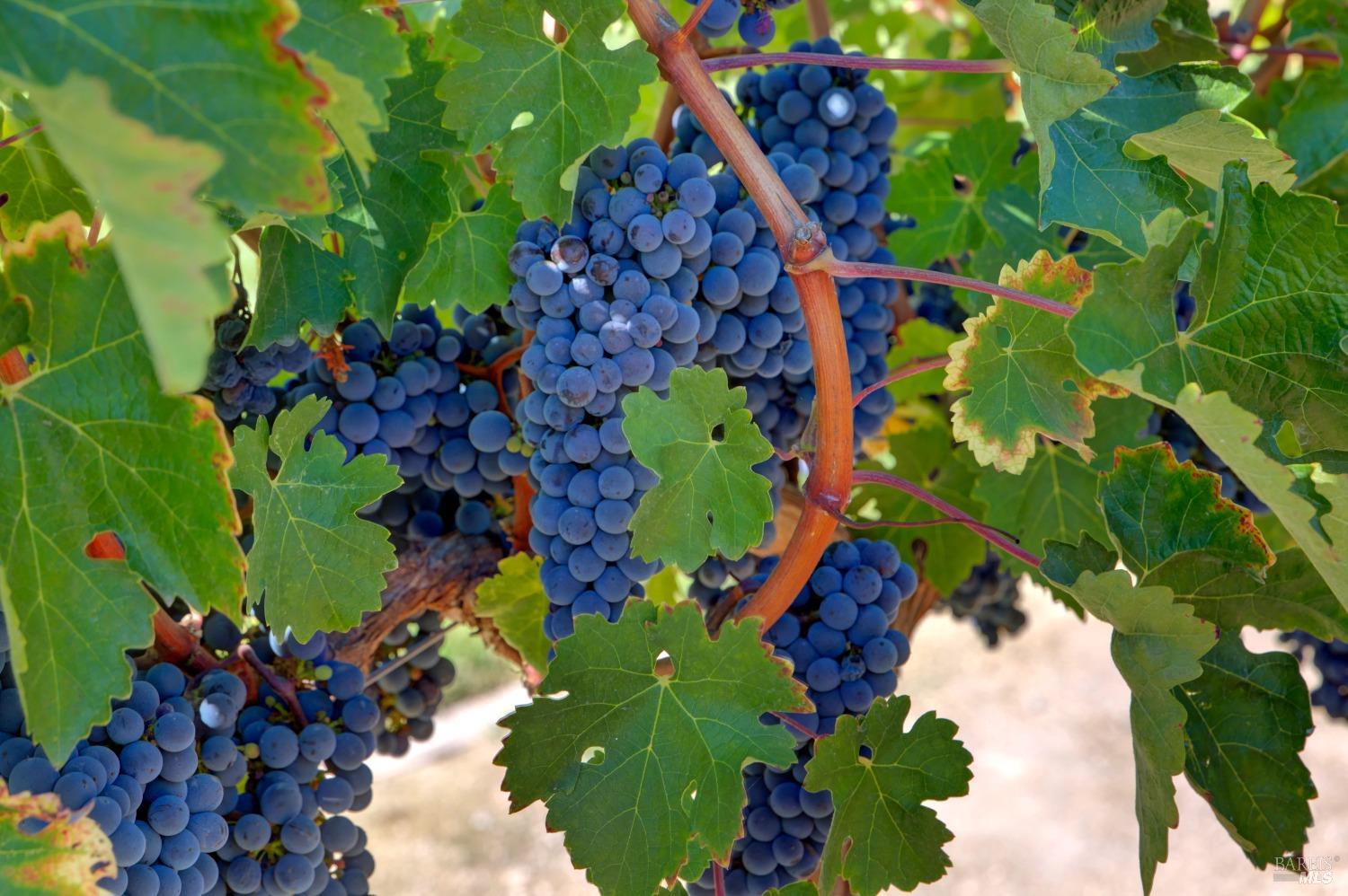 1180 Monticello Road Napa CA 94558