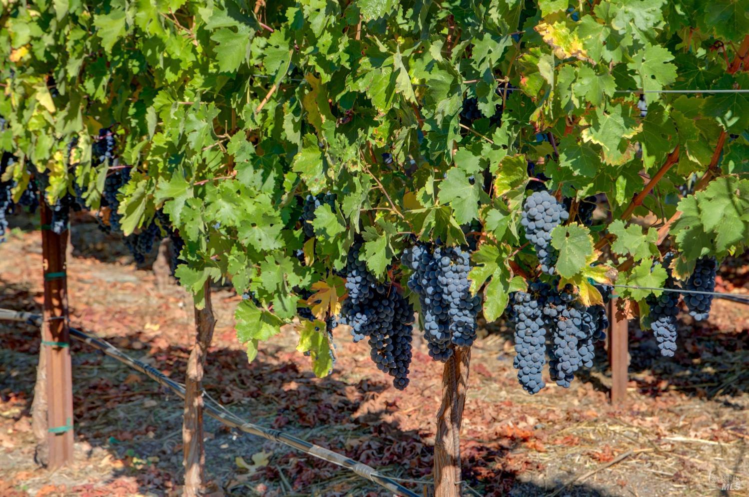 1180 Monticello Road Napa CA 94558