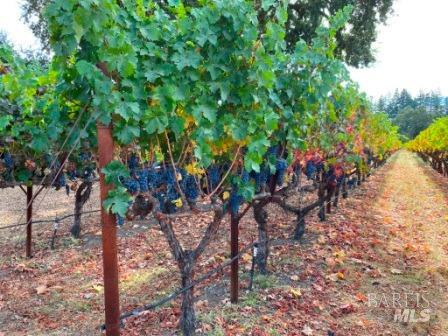 1180 Monticello Road Napa CA 94558