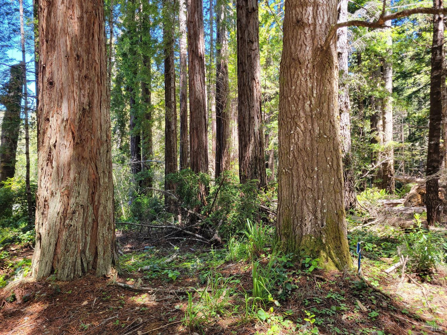 315 Chinquapin Lane The Sea Ranch CA 95497