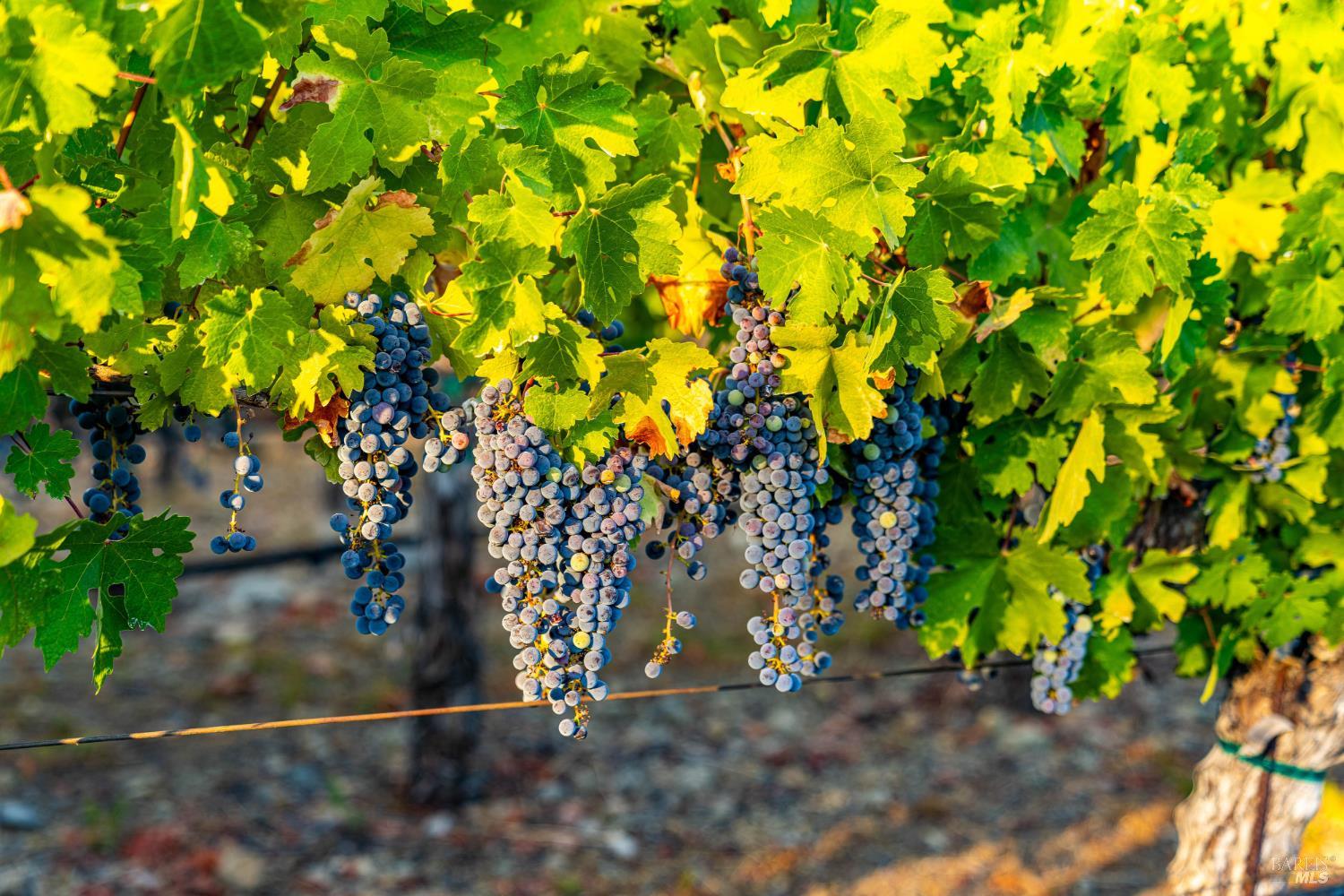 2910 Spring Mountain Road St. Helena CA 94574