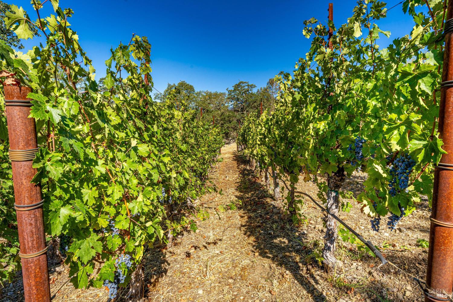 2910 Spring Mountain Road St. Helena CA 94574