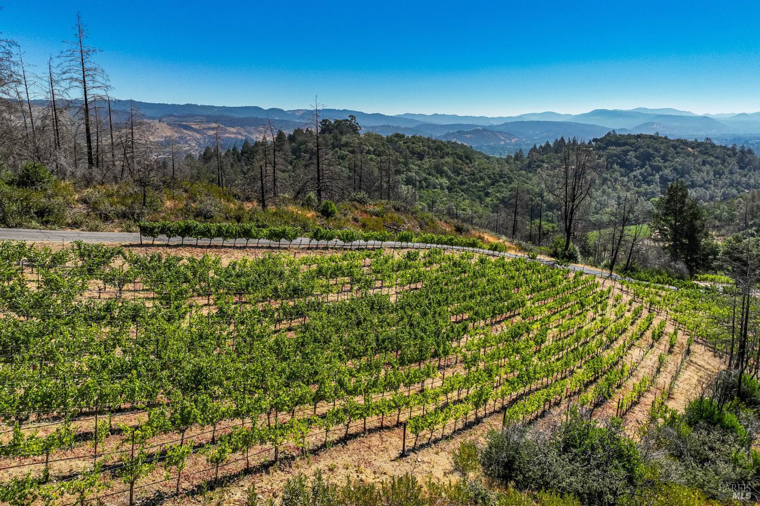 2910 Spring Mountain Road St. Helena CA 94574