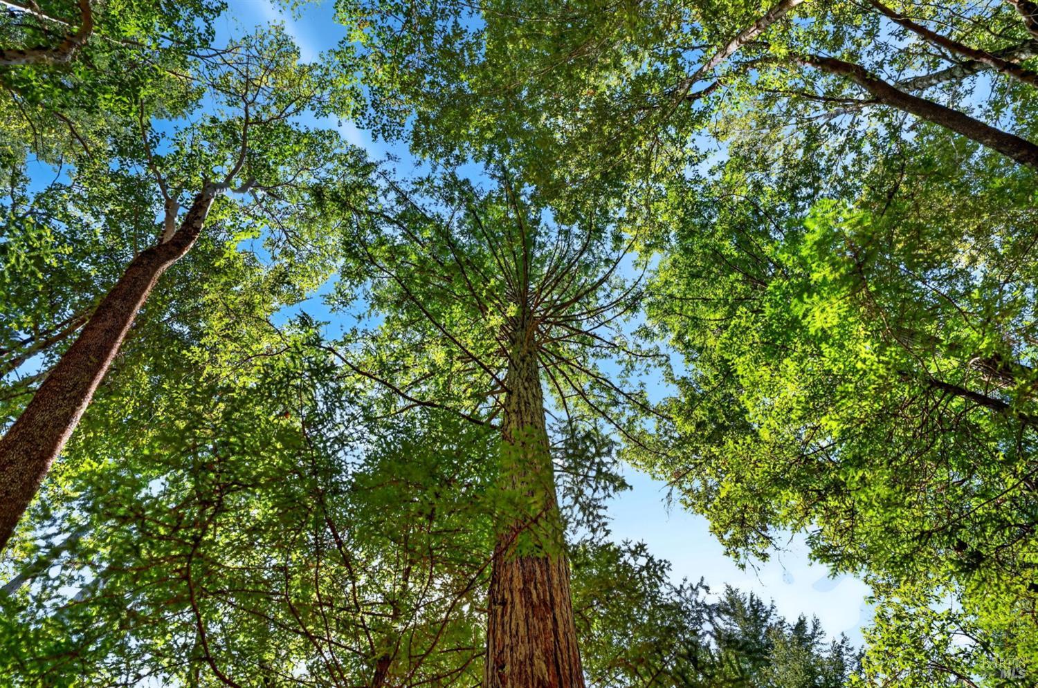 0 Maple Basin Road Philo CA 95466