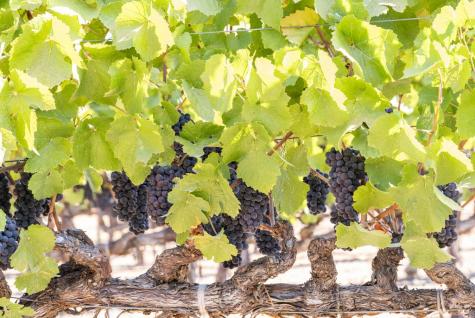 3000 River Road Windsor CA 95492