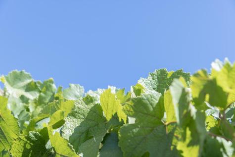 3000 River Road Windsor CA 95492