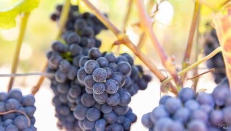 3000 River Road Windsor CA 95492