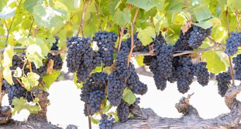 3000 River Road Windsor CA 95492