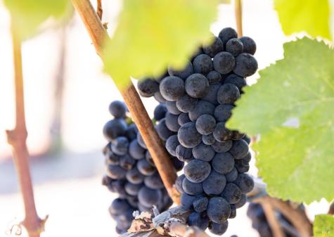 3000 River Road Windsor CA 95492