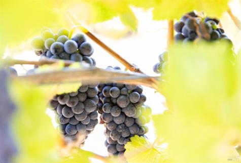 3000 River Road Windsor CA 95492