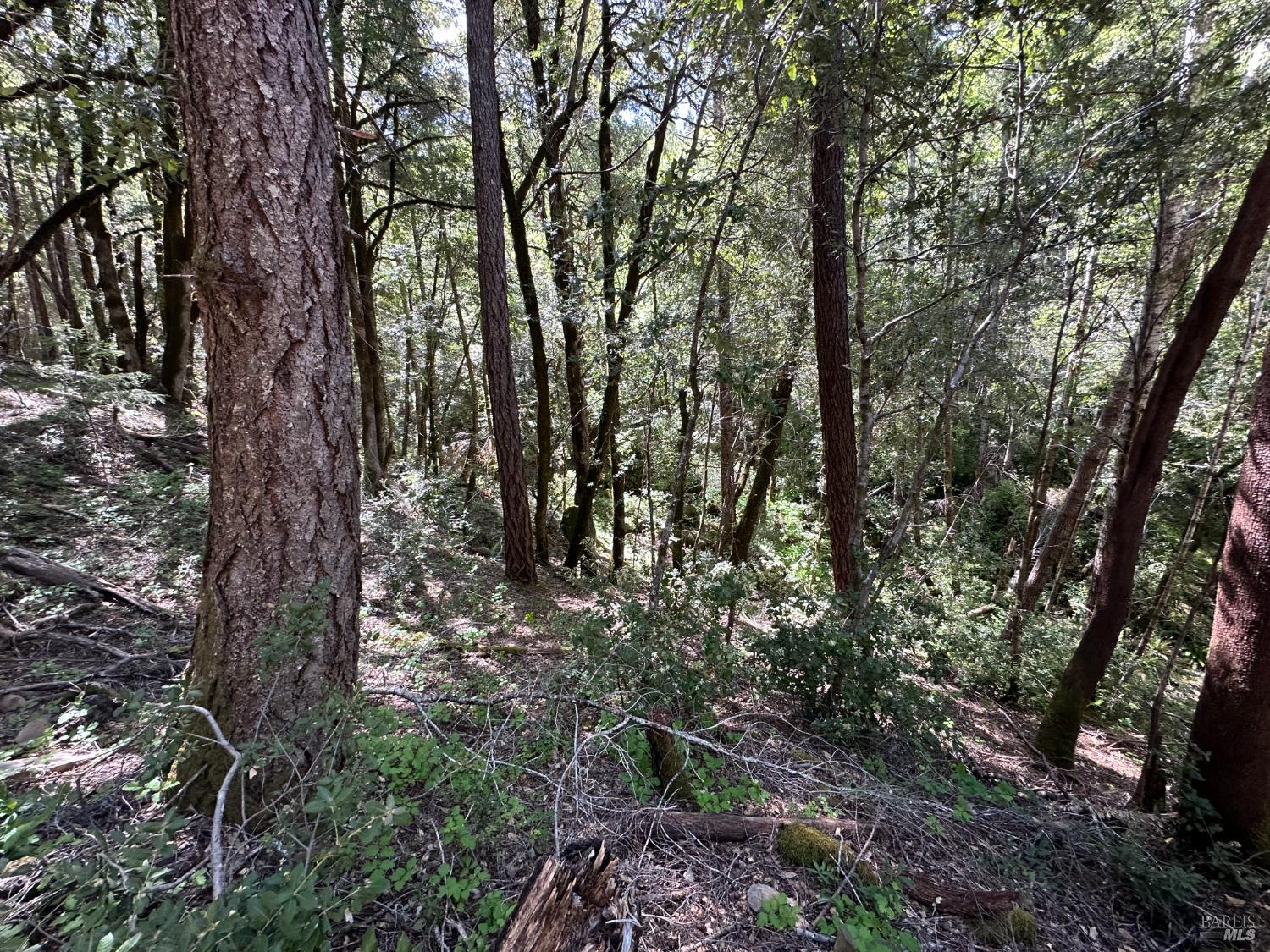 0 Little Dan Creek Road Leggett CA 95585