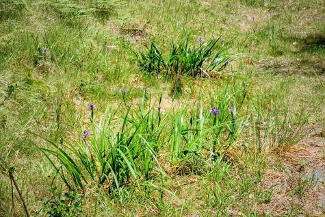 22196 Umland Circle Jenner CA 95450