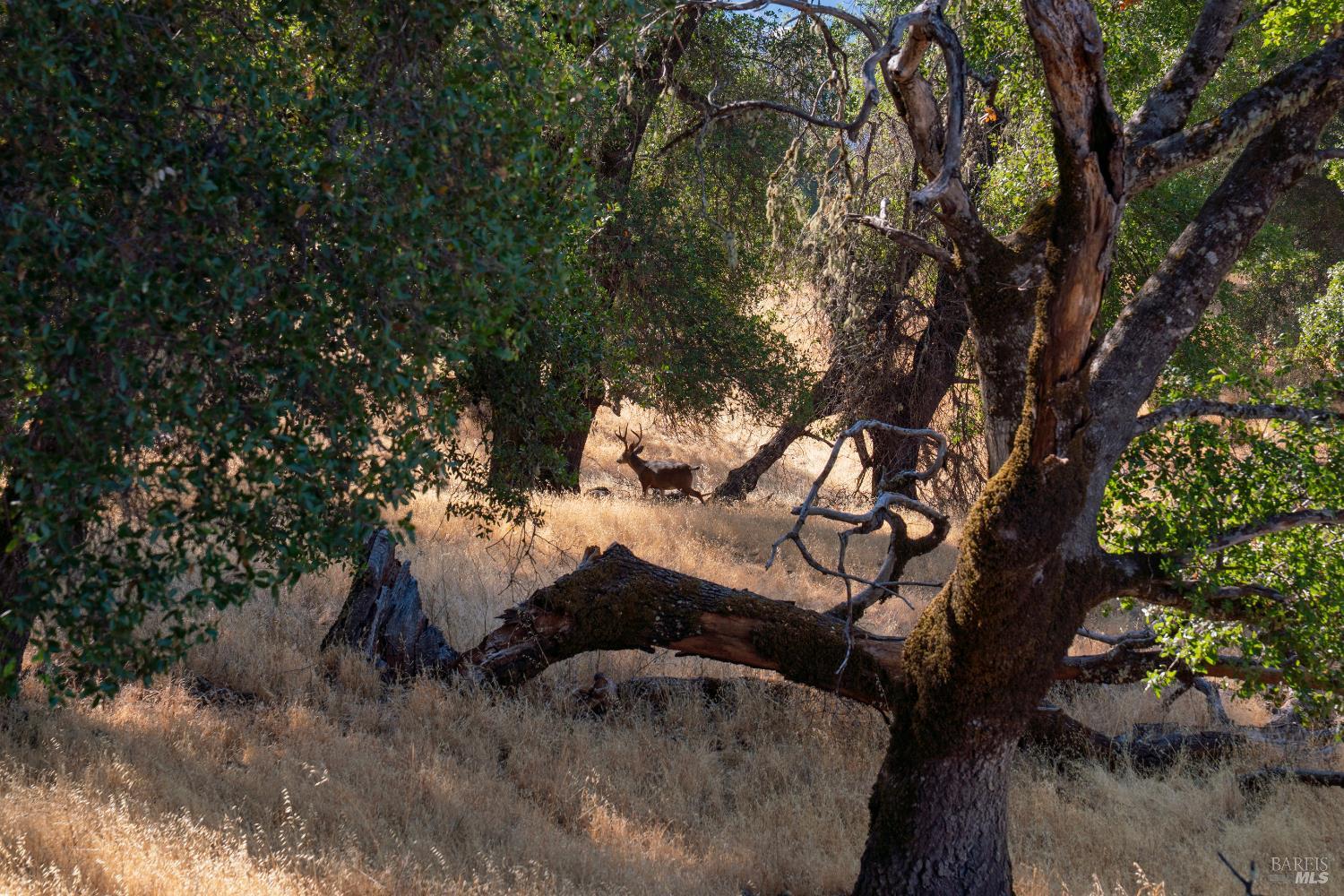 56701 Ca-162 Covelo CA 95428