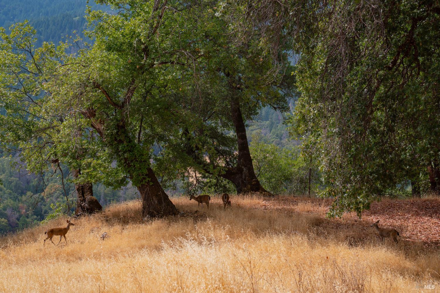 56701 Ca-162 Covelo CA 95428