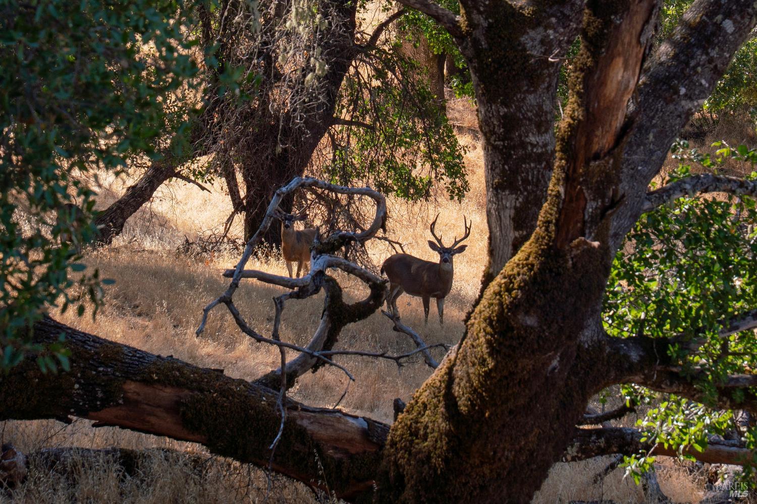 56701 Ca-162 Covelo CA 95428