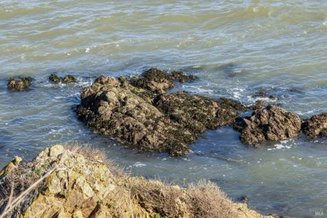 2800 Paradise Drive Tiburon CA 94920